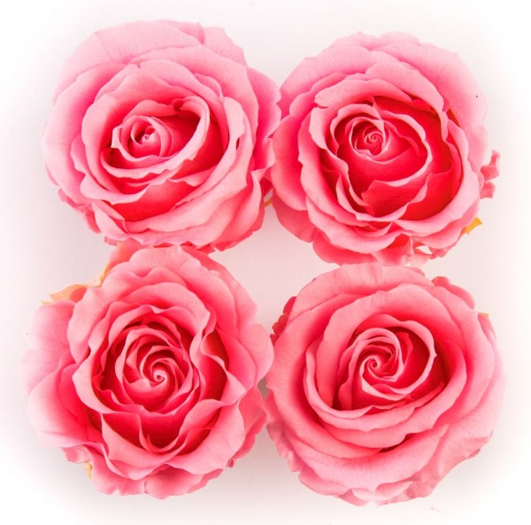 Simply Four Rosa